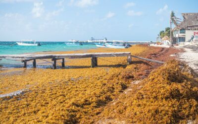 Sargazo – Mexikos neue wertvolle Ressource